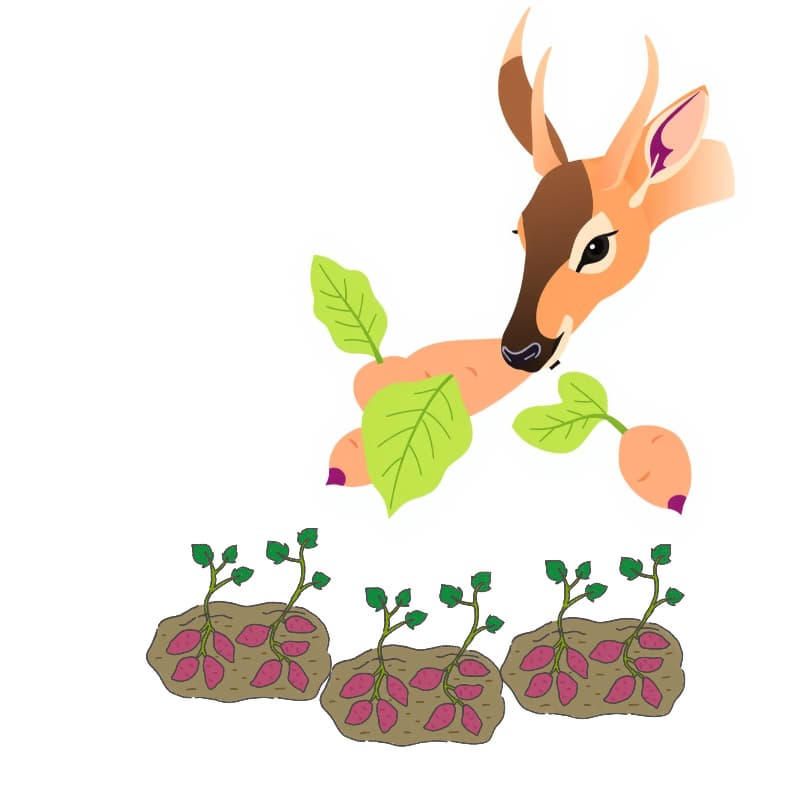 줄기까지 끊어졌거나 완전히 앙상한 경우