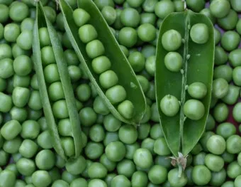 완두콩 재배 추위 견디기 지주 세우기 꼬투리 수확_30