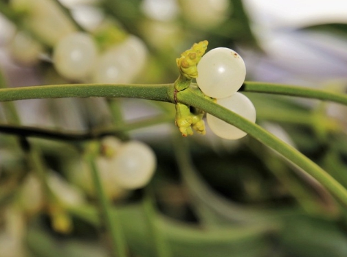 겨우살이 열매가 나무에 매달려 있는 모습을 확대한 사진입니다.