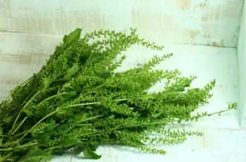 들깨 가격 및 효능, 영양소와 먹는 방법