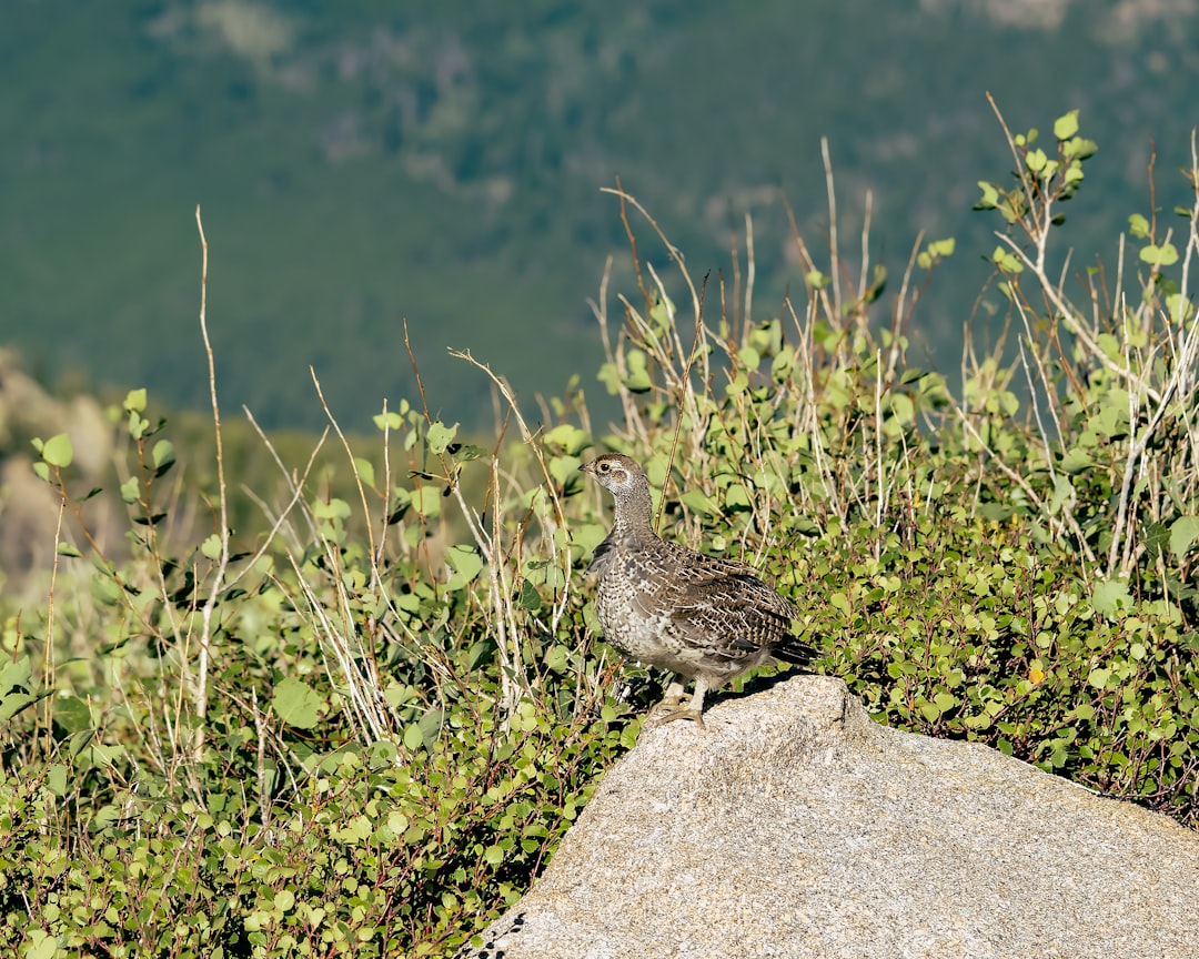Quail