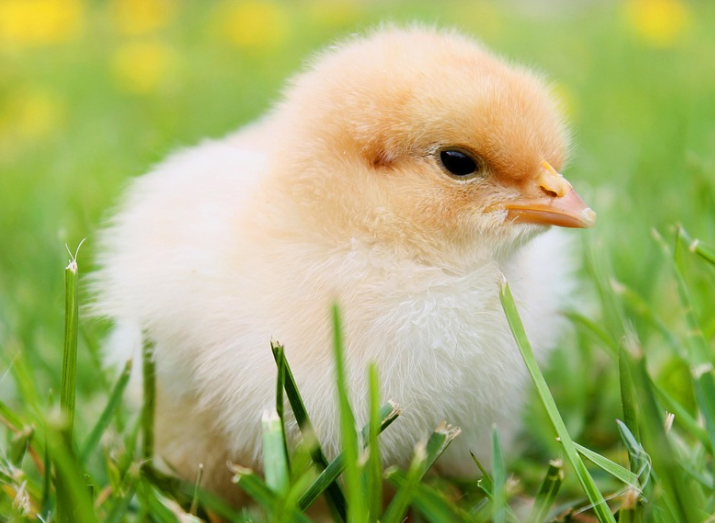병아리