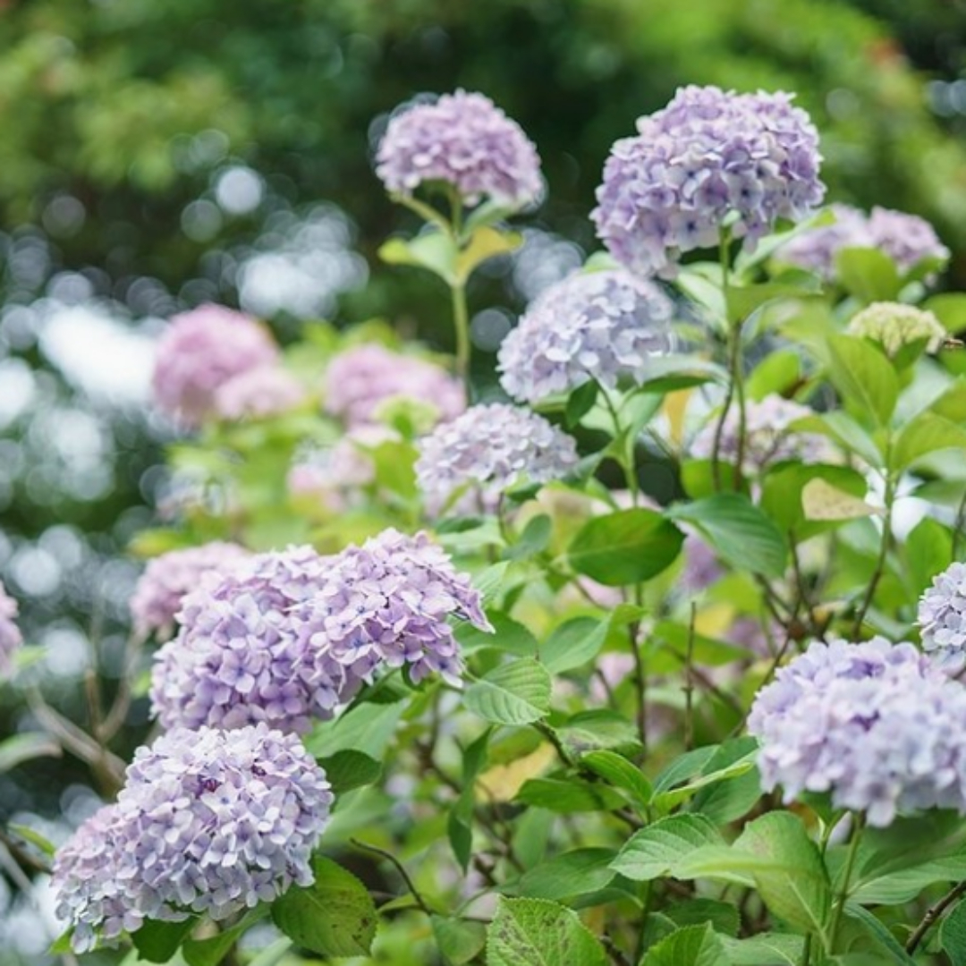 한림공원수국축제