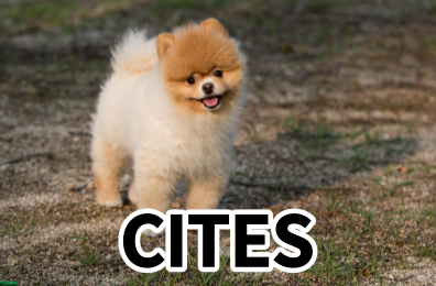 CITES