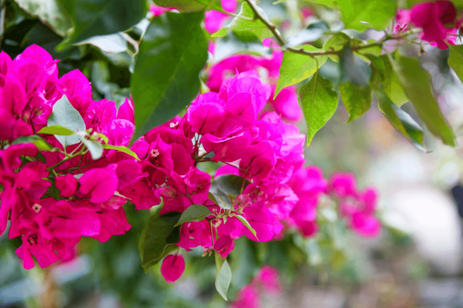 ๋ถ๊ฒ๋น๋ ์-๊ฝ