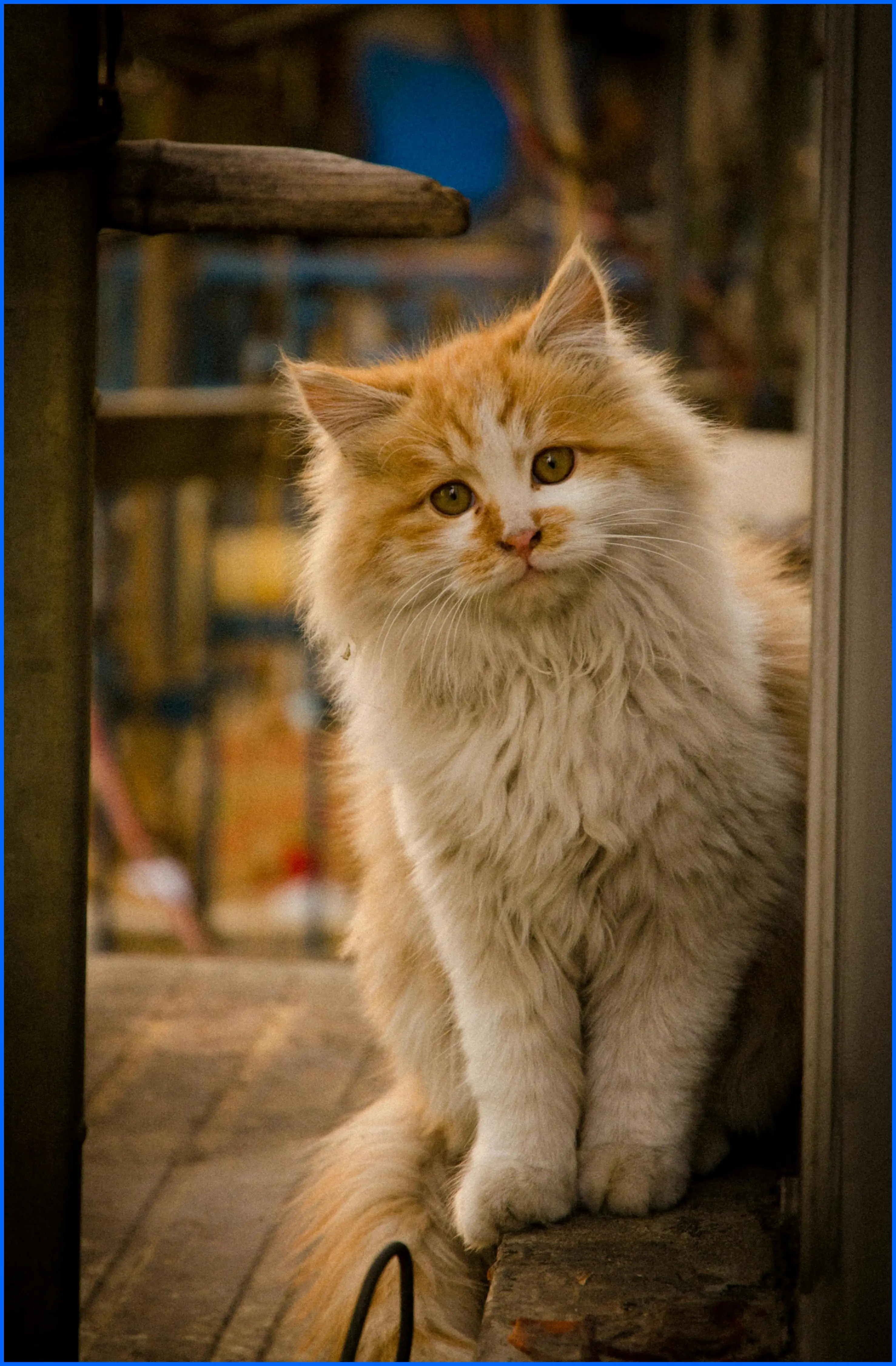 고양이 꿈해몽: 상황별 길몽과 흉몽의 의미