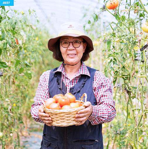6시내고향 경북 경주 아삭 달달한 찰 토마토 파는 곳 전국 택배 온라인 전화 주문 추천