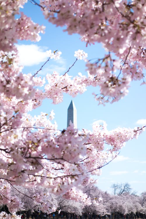 전국 벚꽃 축제 정보 총정리