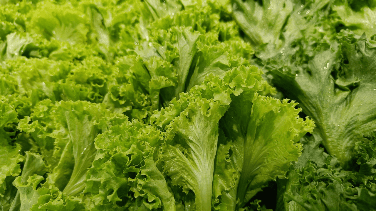 상추 특징과 활용 및 비교