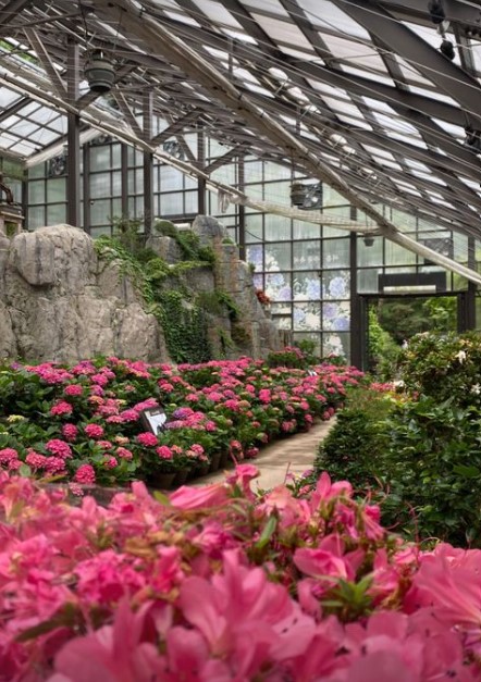 화담숲 수국축제