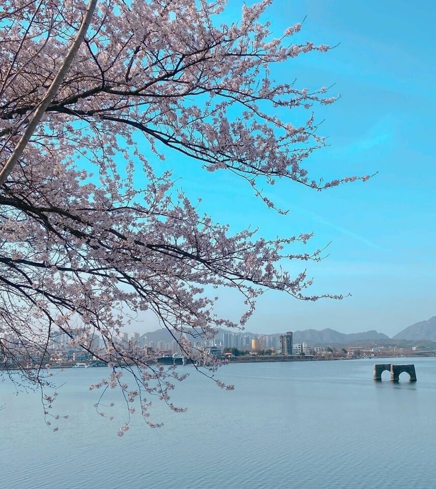 강원도 소양강댐 벚꽃 명소 베스트 5 벚꽃시기 만개시기 드라이브 코스