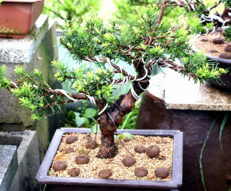 유명한 분재 예술가와 그들의 작품