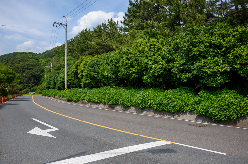 바람의 언덕 신선대 전망대 근처 수국길1