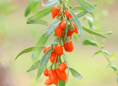 나무에 주황색 구기자들이 주렁주렁 매달린 모습이다. 나뭇잎은 가늘고 긴 타원형이다.