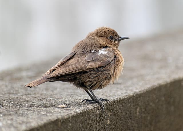 해양 건축(Marine Architecture): 해양 플랫폼 건설 기술
