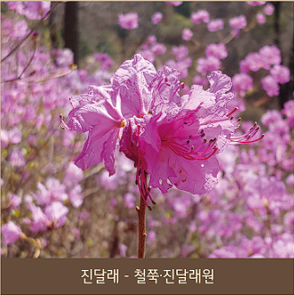 화담숲 예약 모노레일