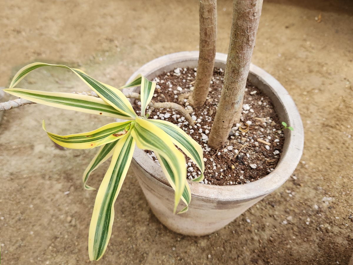 드라세나 송오브인디아