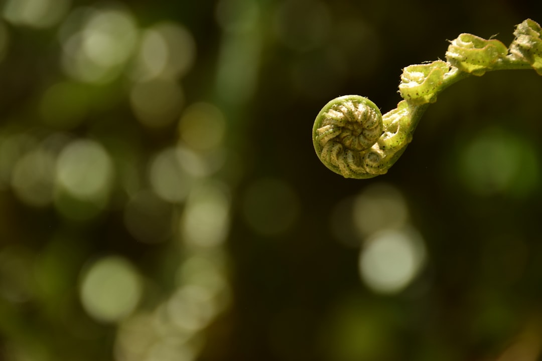 Release