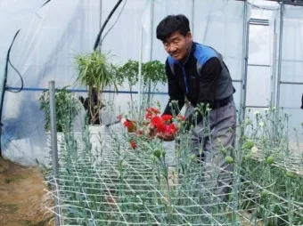 카네이션 재배 삽목 번식 거름 주기 연중 개화_13