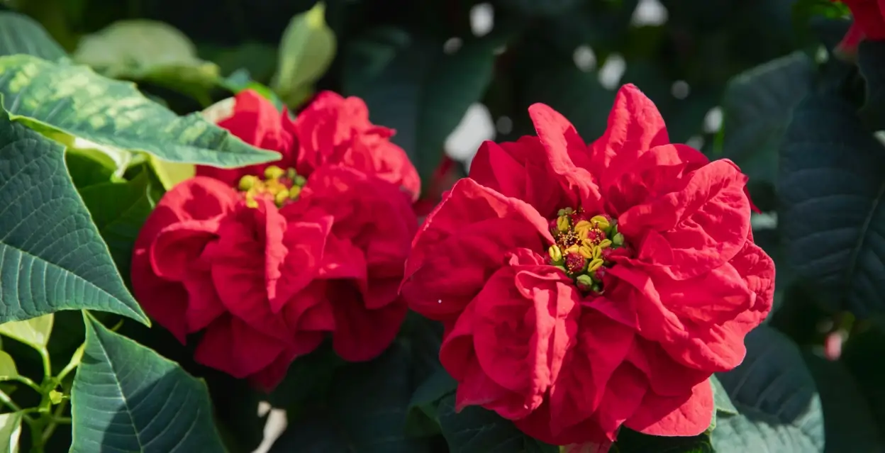 서울-식물원-입장료-주차-요금-운영시간