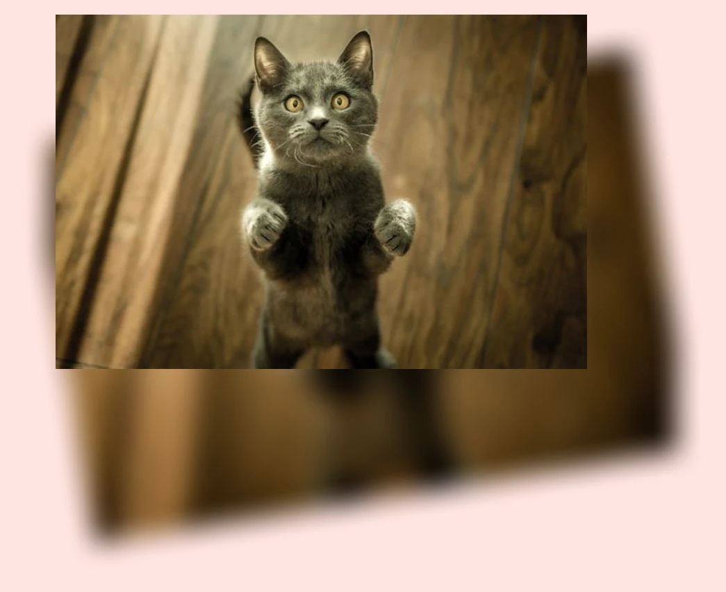 캣타워 선택_1_subsection