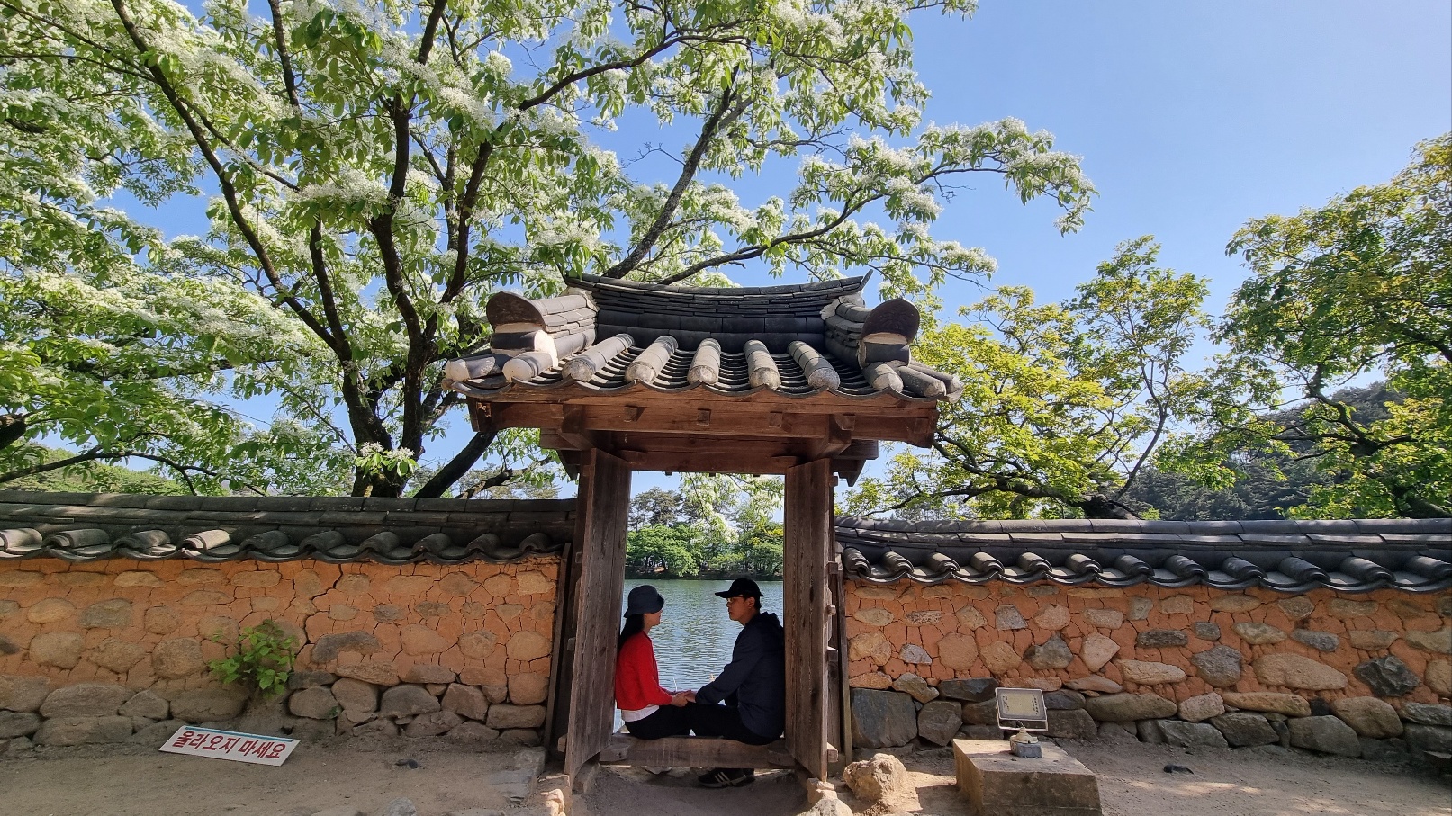 위양지 이팝나무