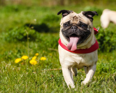 잔디 위를 걷고 있는 퍼그.