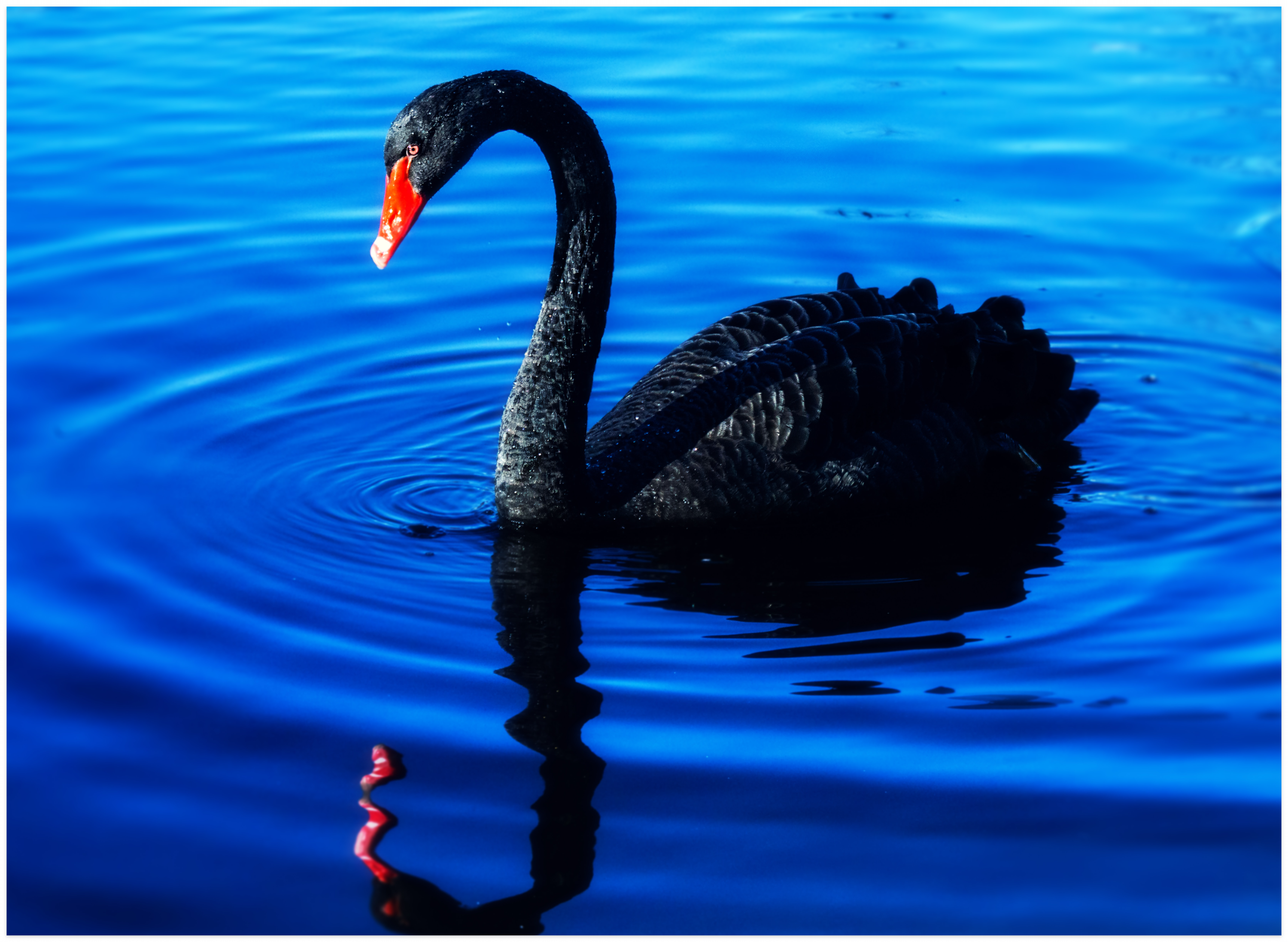 블랙스완 예시 사진