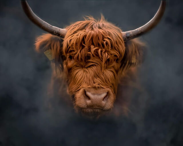 Bull's eye rash