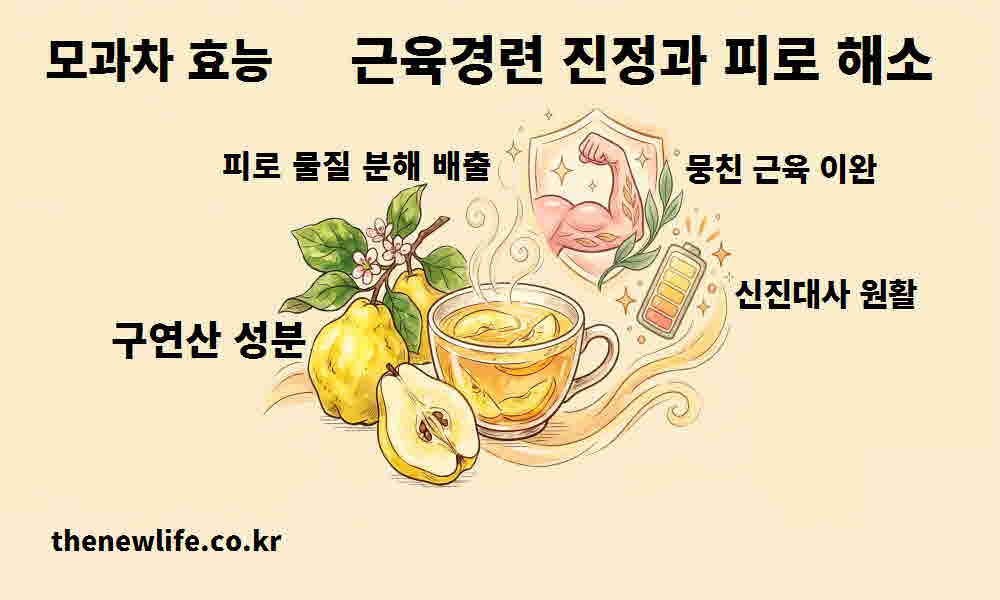 모과차 효능 근육경련 진정 피로 해소