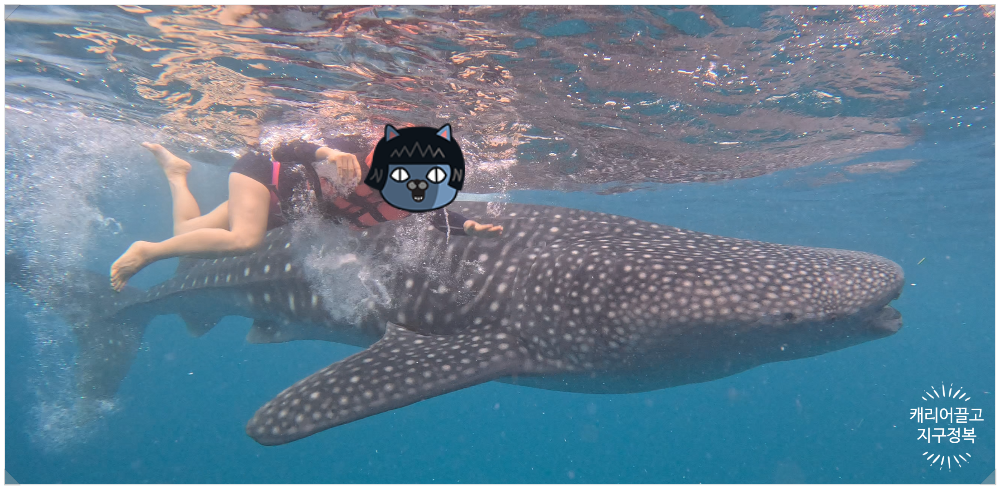 세부 오슬롭 고래상어