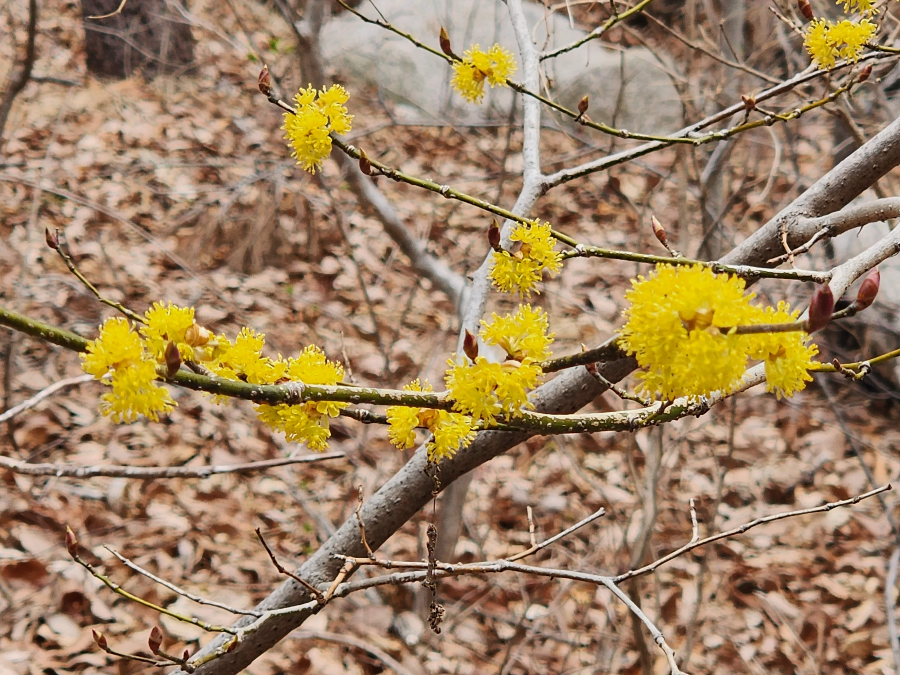 등산로의 생강나무꽃