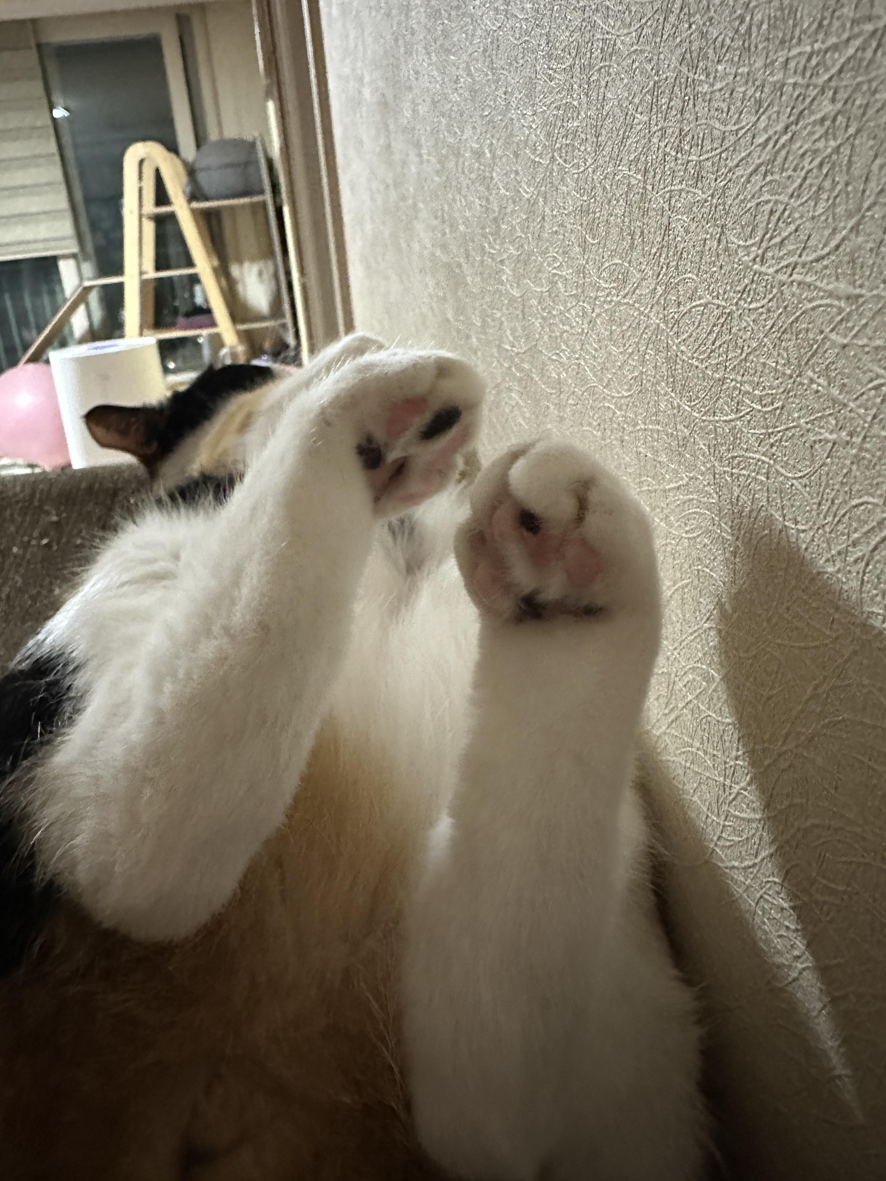 삼색냥이_다다의_점박이_젤리