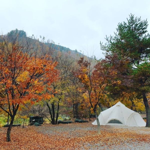 느티나무캠핑장_단풍