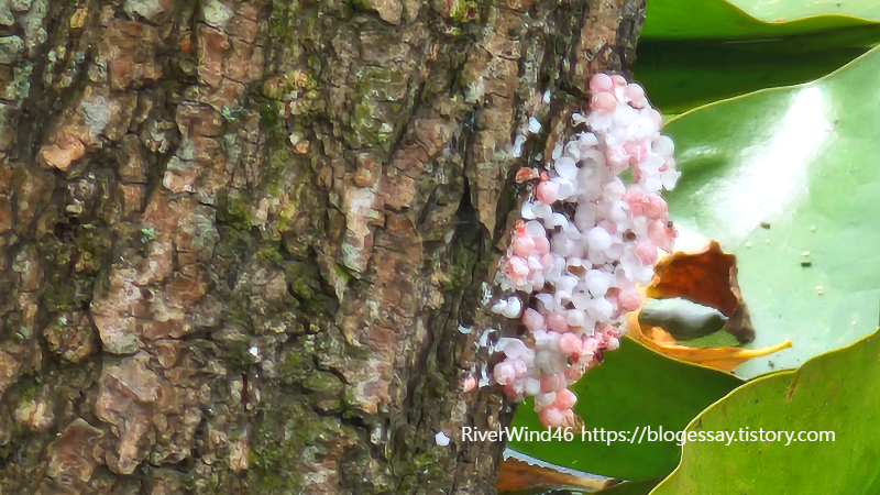 연못가에서 본 벌레알