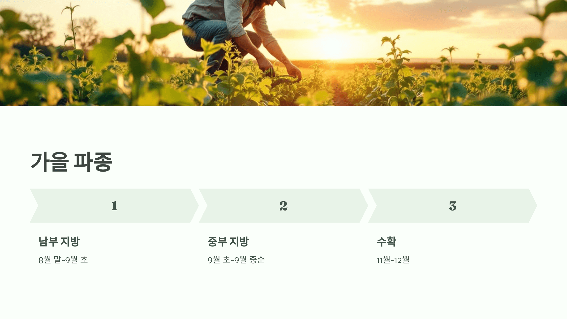 완두콩 사진입니다.