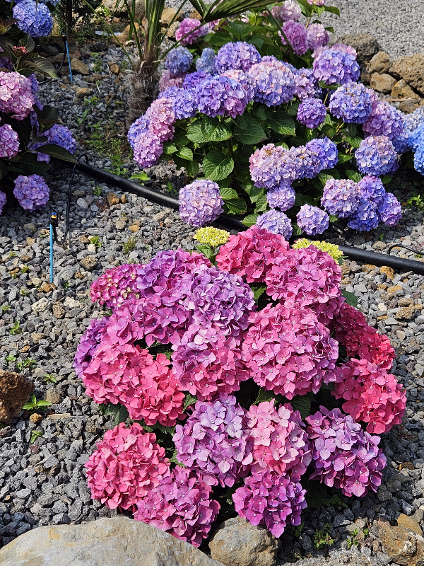 수국 [알칼리토양]=붉은색 꽃