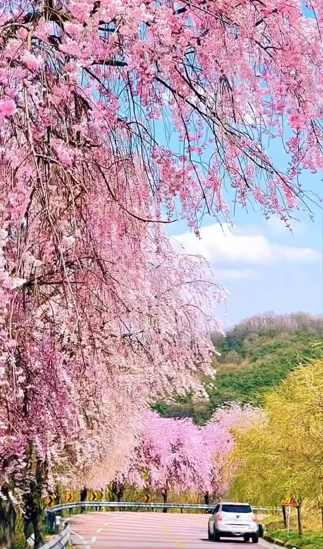 올봄 SNS 난리 난 거창 병곡마을 외 전국 벚꽃 명소 BEST 7 관련사진