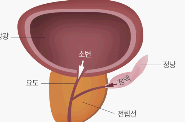 전립선의 모습