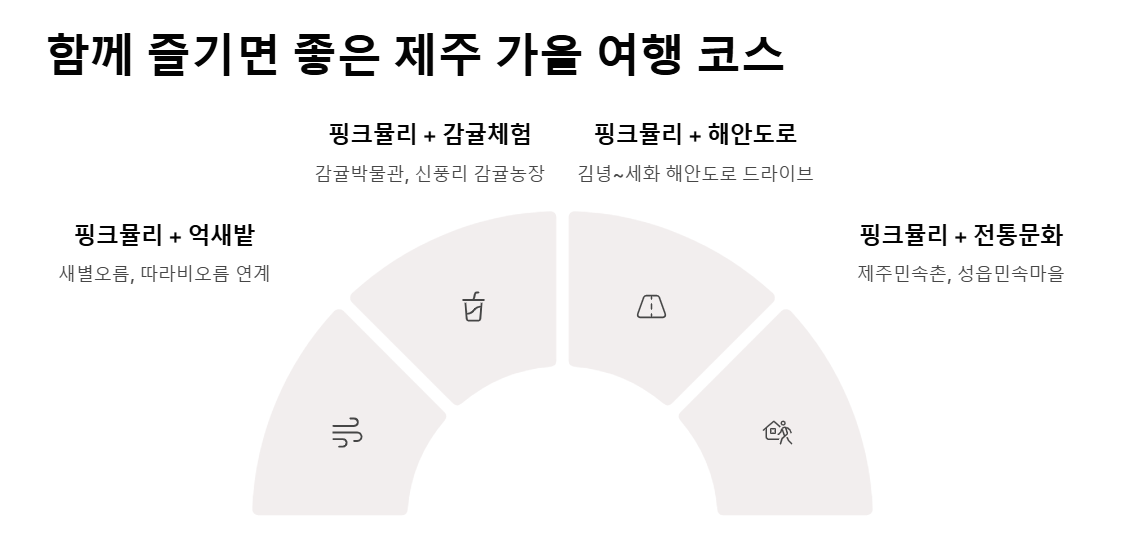 제주 핑크뮬리 축제, 가을 감성 느낌 100%