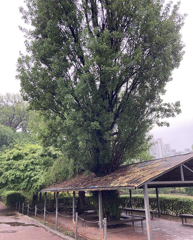 양버들