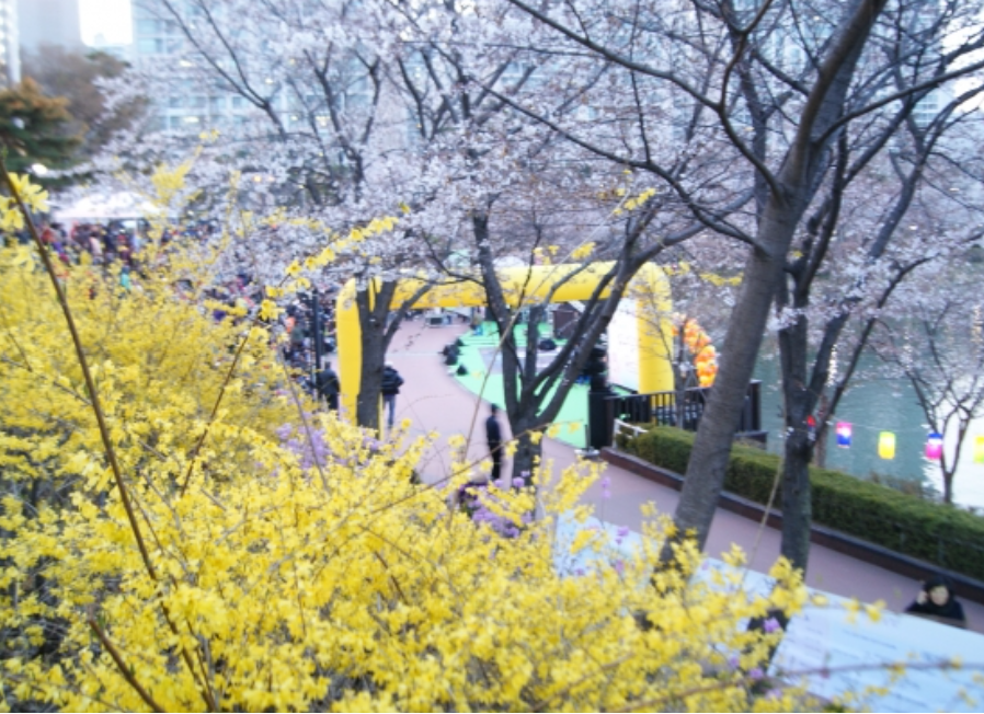개나리7