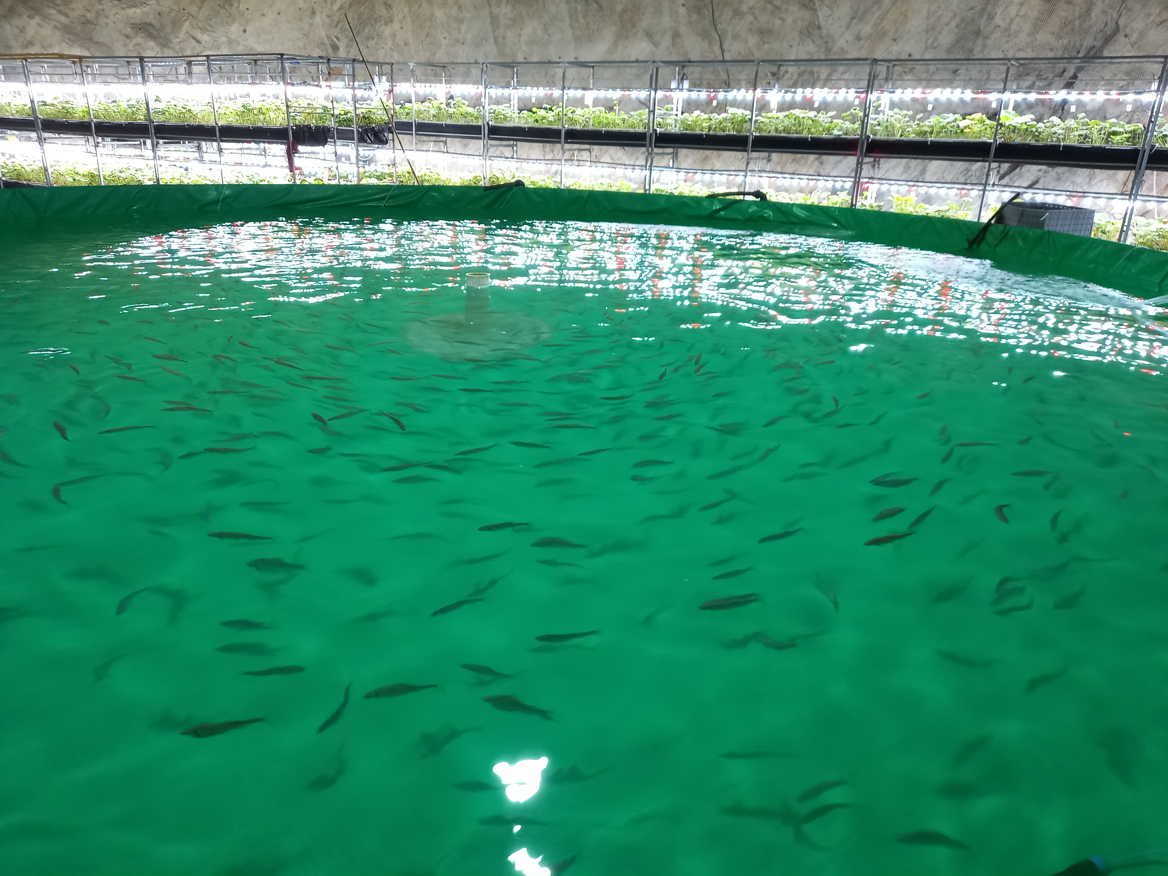 ์ถฉ์ฃผ ํ์ฅ๋๊ตด