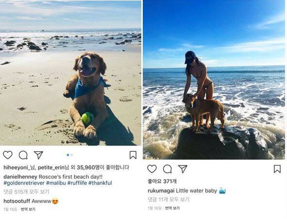 다니엘헤니 루 쿠마가이 망고