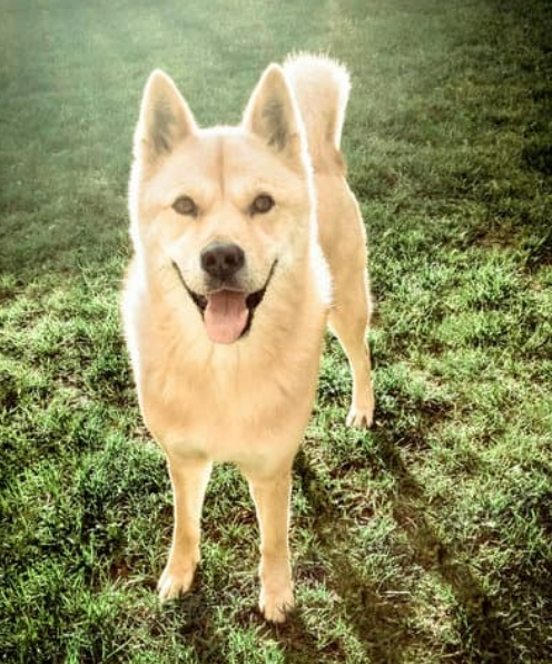 진돗개 입양 까다로울까? 성격, 수명, 특성 총정리