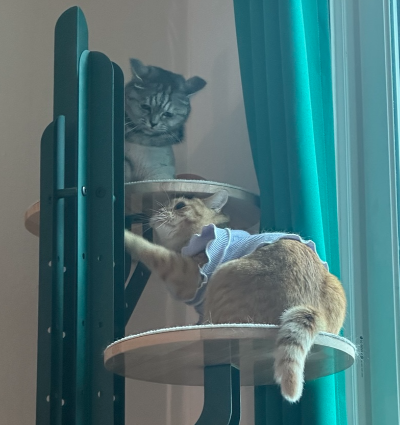 고양이 장난