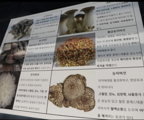 버섯