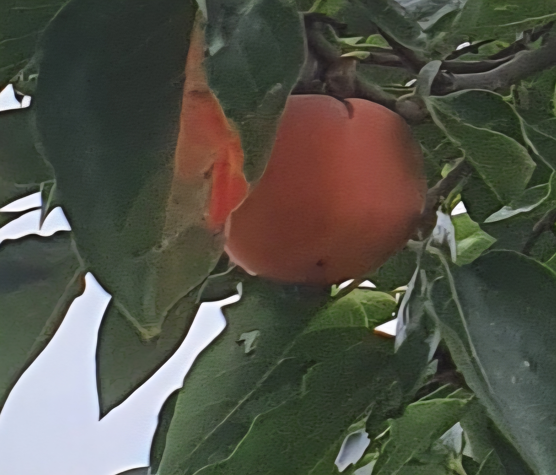 나뭇가지에 붉게 익은 감이 탐스럽게 매달려 있는 모습