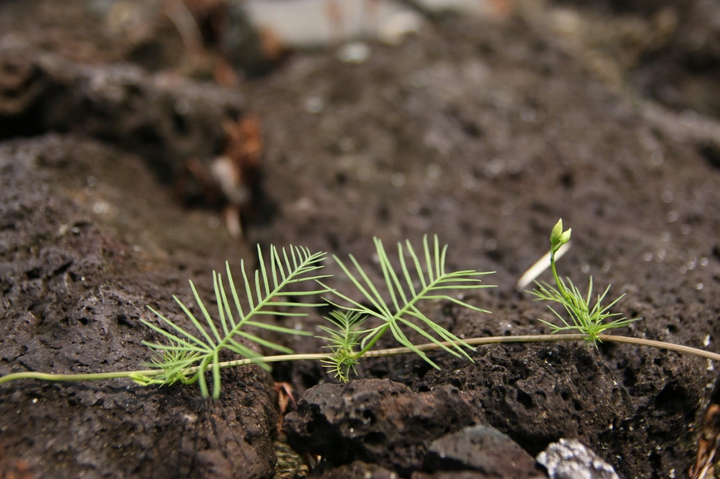 새깃 유홍초 줄기 잎