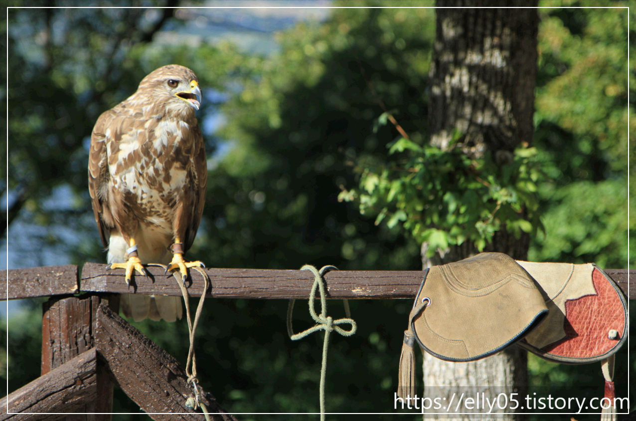 부다페스트 근교 비세그라드 풍경